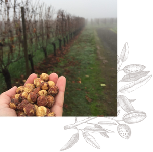 Roasted Oregon Hazelnuts made in the pacific northwest