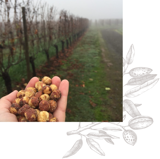Roasted Oregon Hazelnuts made in the pacific northwest